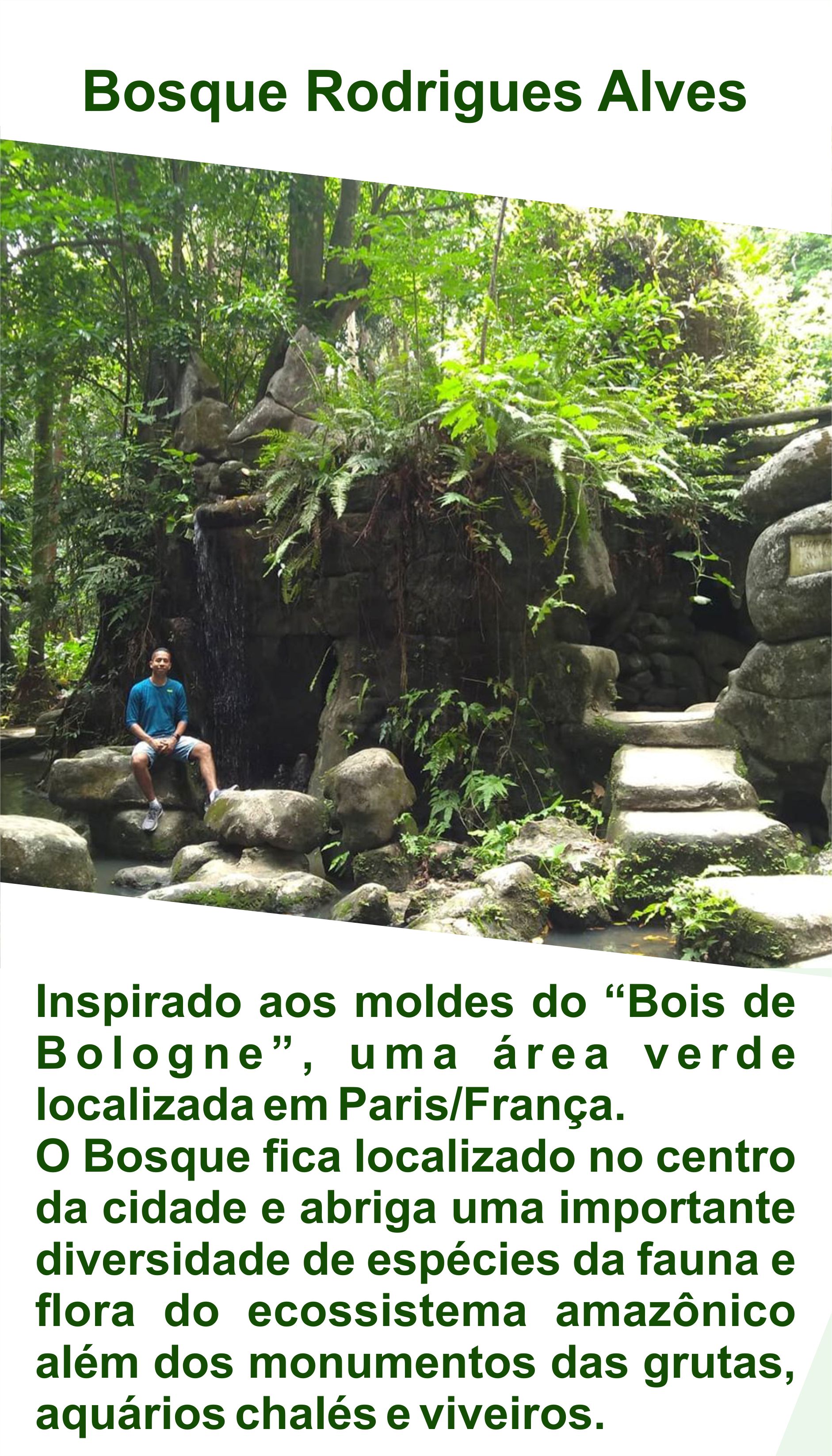 PARÁ - bosque